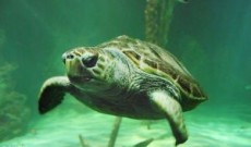 Dingle Oceanworld Aquarium