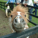 Irish National Stud