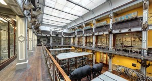 National Museum Of Ireland Natural History Museums Dublin