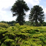 John F. Kennedy Memorial Park | Parks & Gardens Co. Wexford, Ireland