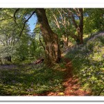 Bluebells in Bloom. Redburn Country Park