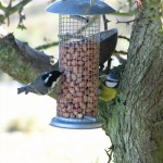 Bird Feeder Carnfunnock Country Park