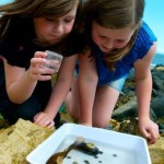 Pond Dipping Carnfunnock Country Park