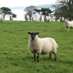 Sheep Carnfunnock Country Park