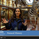 Visitor Vox Pop National Museum of Ireland – Natural History YouTube