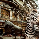 National Museum of Ireland – Natural History