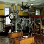 National Museum of Ireland – Natural History