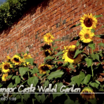 Bangor Castle Walled Garden YouTube